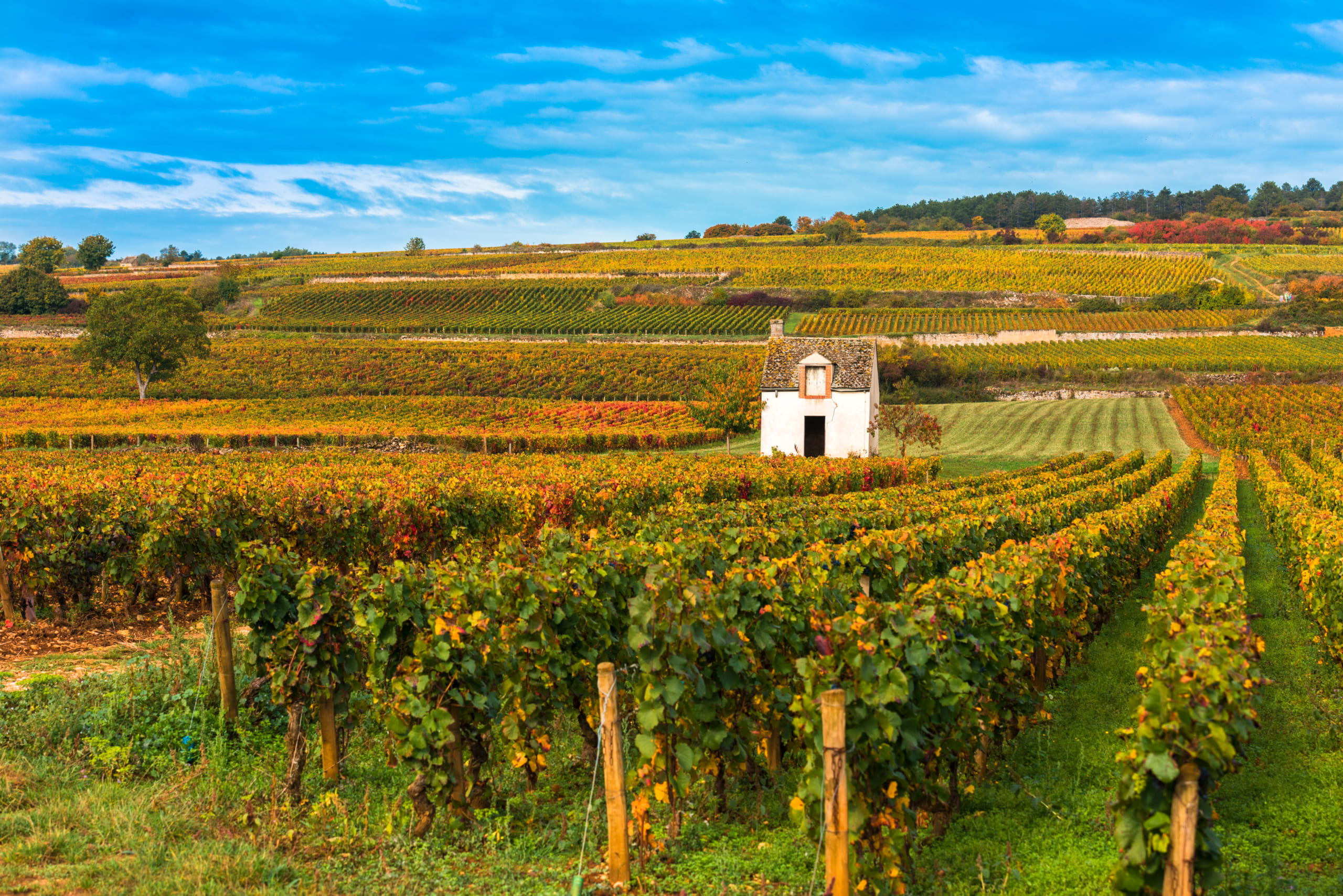 Vineyards in the autumn season, Burgundy, France